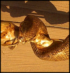 Rattlesnake
