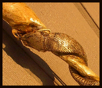 Snake Head