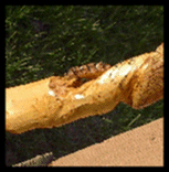 Snake Rattle