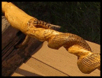 Snake Rattle